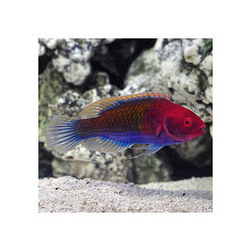 Cirrhilabrus cyanopleura mâle : 5 à 7 cm